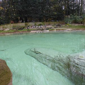 African penguin enclosure 011219