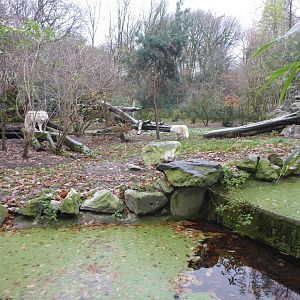 Wolf enclosure 011219