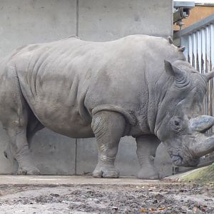Afrikanum - Southen white rhinoceros 011219