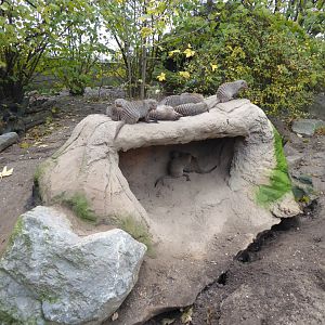 Banded mongoose exhibit 011219