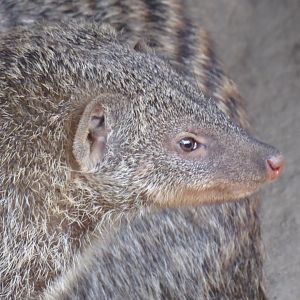 Banded mongoose 011219