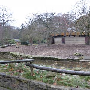 Afrikanum - Red river hog and Watusi cattle enclosure 011219