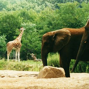 African Elephants & Reticulated Giraffe
