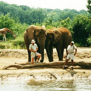 African Elephants & Reticulated Giraffe