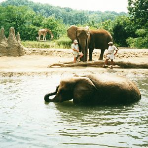 African Elephants