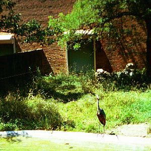 Nile Hippo & Goliath Heron