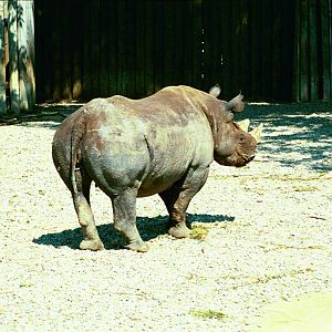 Black Rhino