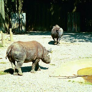 Black Rhinos