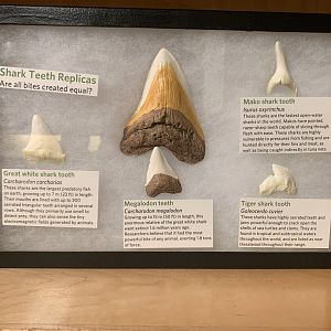 "You're gonna need a bigger boat."