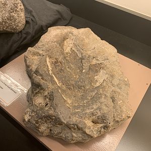 Theropod footprint cast