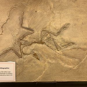 Archaeopteryx lithographica replica