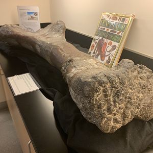 Camarasaurus femur replica