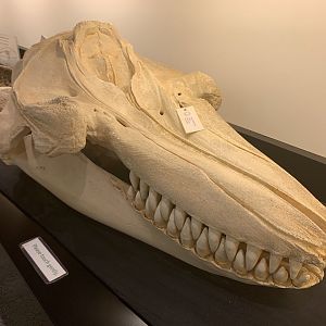 Killer whale skull replica