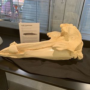 Hubbs' beaked whale skull replica