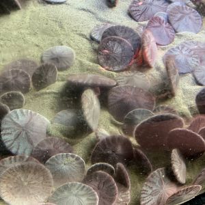 Pacific sand dollars
