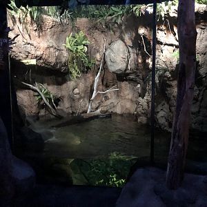 Platypus pool #2