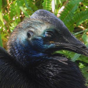 Southern Cassowary