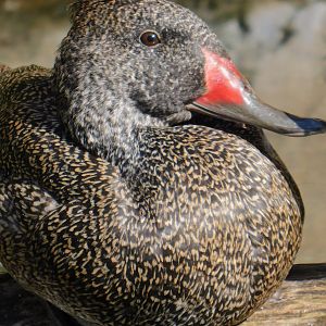 Freckled Duck