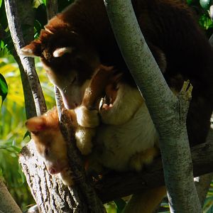 Matschie’s Tree Kangaroo
