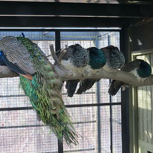 Indian Peafowl
