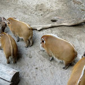 Red River Hogs