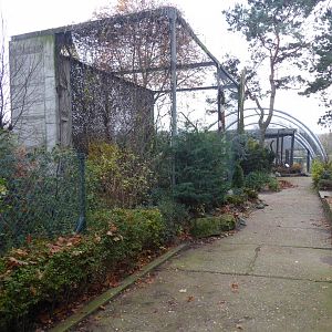 Snowy owl aviary 011219
