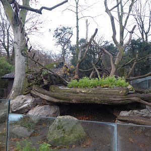 South American coati enclosure 011219
