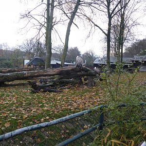 Enclosure containing Griffon vulture, Marabou and Helmeted gunieafowl 011219