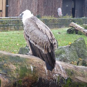 Western Eurasian griffon vulture 011219