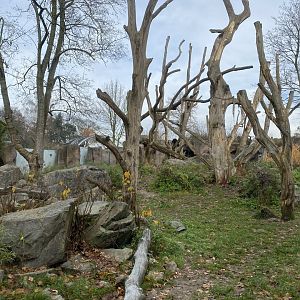 Spectacled bear enclosure 011219