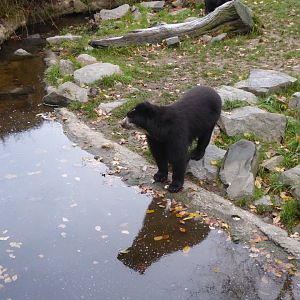 Spectacled bear 011219