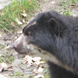 Spectacled bear 011219