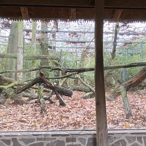 Indochinese clouded leopard exhibit 011219