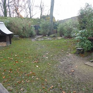 Reeves' muntjac exhibit 011219