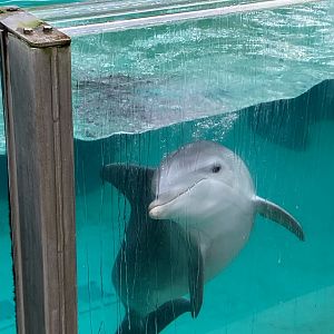 Atlantic bottlenose dolphin 011219