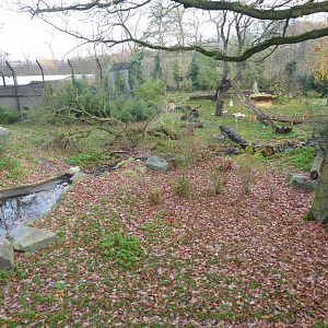 Siberian tiger enclosure from upper viewing level 011219