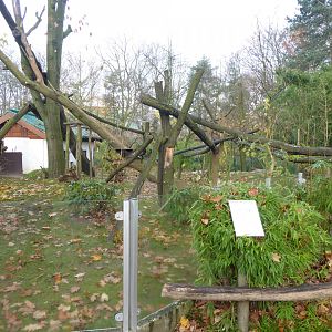Nepalese red panda exhibit 011219
