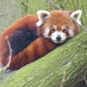 Nepalese red panda 011219
