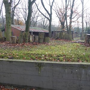 Eastern bongo and Western blue duiker enclosure 011219