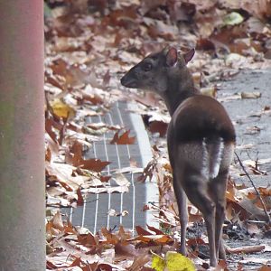Western blue duiker 011219