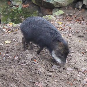 Southern white-lipped peccary 011219