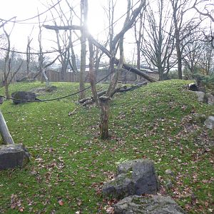 Aequatorium/Affenhaus - Western lowland gorilla outdoors 011219