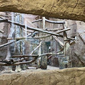 Aequatorium/Affenhaus - Roloway monkey enclosure 011219