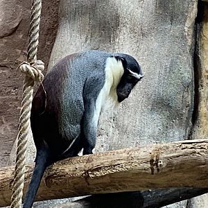 Aequatorium/Affenhaus - Roloway monkey 011219