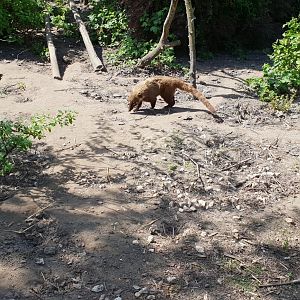 Coati-enclosure