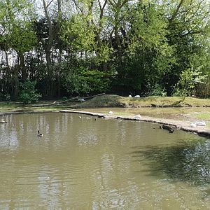 Capybara - White stork enclosure
