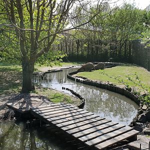 Capybara - White stork enclosure