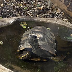 Aequatorium/Affenhaus - Yellow-footed tortoise 011219