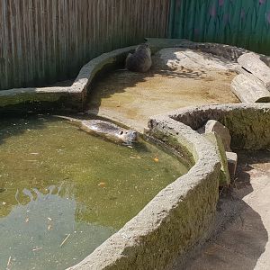 Coypu-enclosure