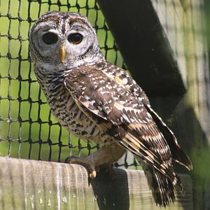 Chaco owl
